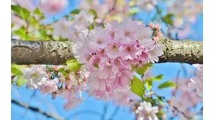 桜