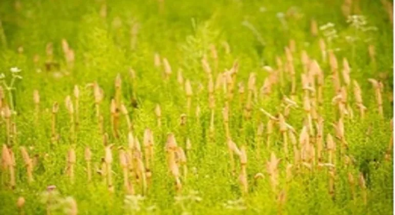 理科の最強指導法14　－植物編ー　「植物の分類」