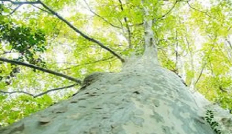 理科の最強指導法15 －植物編ー 「根・茎のつくり」