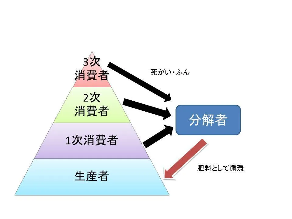 生物ピラミッド