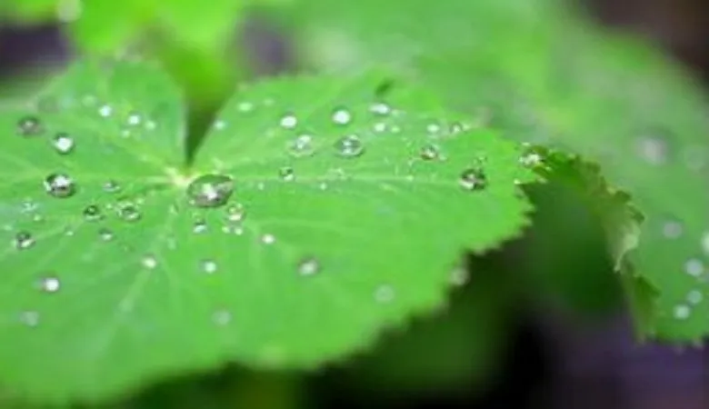 理科の最強指導法18　－植物編ー　「呼吸・蒸散」