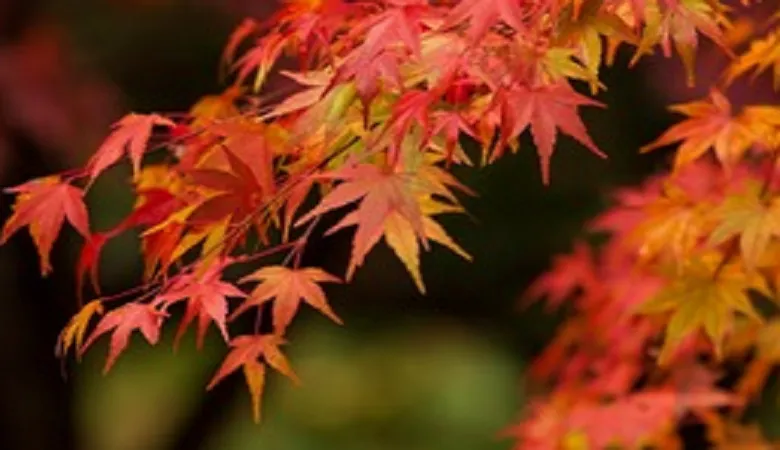 理科の最強指導法21 －植物編ー 「季節の特徴(夏・秋)」